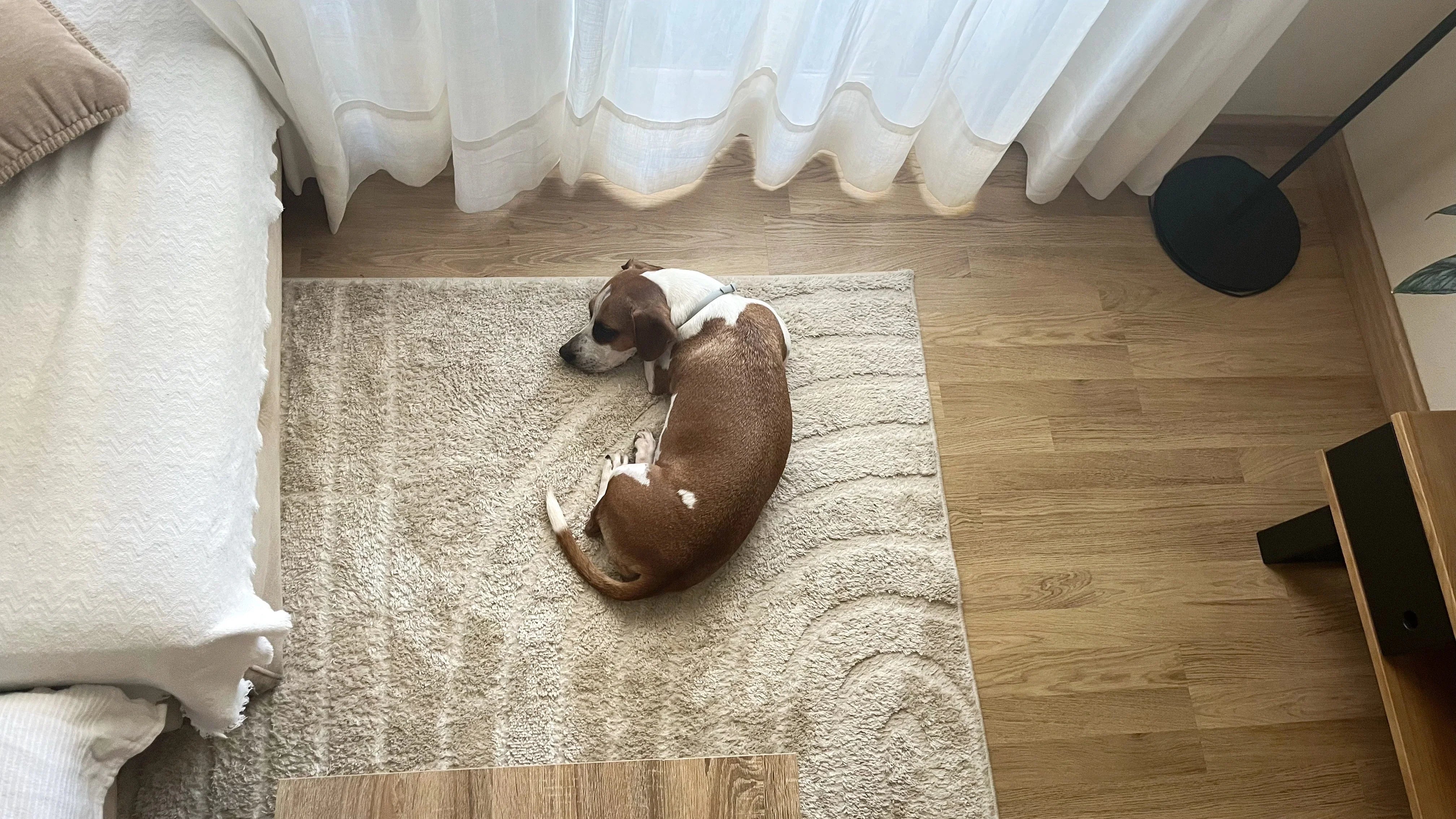 mejores alfombras para perros